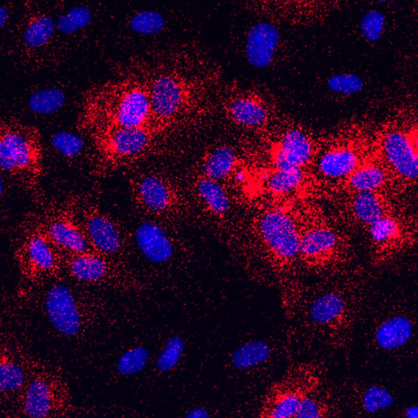 NaveniFlex Cell GM Red protein-protein interaction