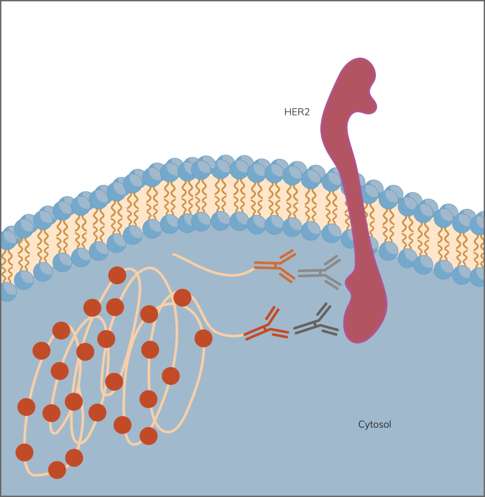 Detection of HER2 - Navinci